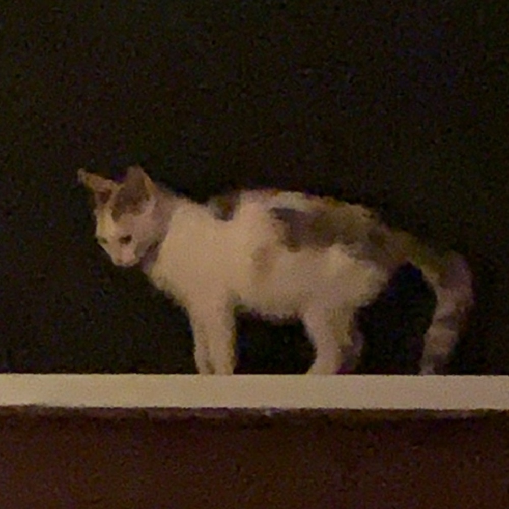 Meet your Posher, Lora